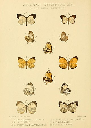<i>Hewitsonia similis</i> Species of butterfly