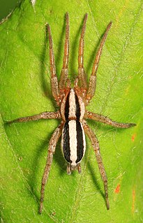 <i>Cesonia bilineata</i> Species of spider