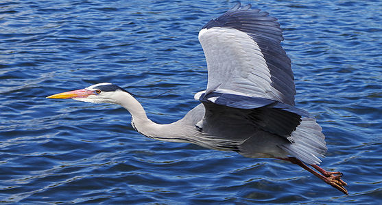 Grey heron flying - Ardea cinerea