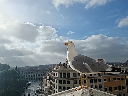 Gull in Piazza Venezia