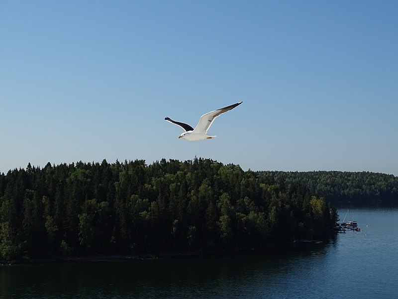 File:Gull 2018 22.jpg