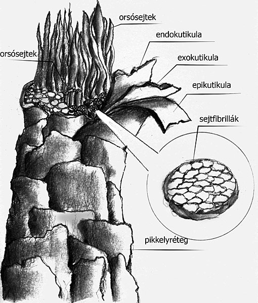 File:Gyapjú vázlatos képe.jpg