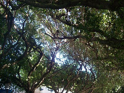 Habib Bourguiba Avenue, near the cornice elkaraiâ; Monastir