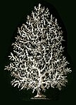 Haeckel Calcispongiae Leucosolenia complicata.jpg