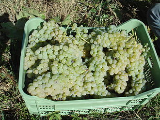 In both Umbria and Tuscany, Verdello is usually blended with Trebbiano (pictured). Harvest Trebbiano grapes in Tuscany.jpg