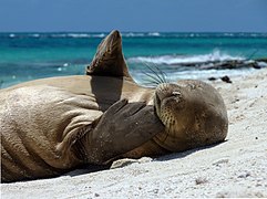 Monk seal