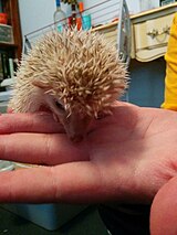 A pet hedgehog Hazel Hedgehog.jpg