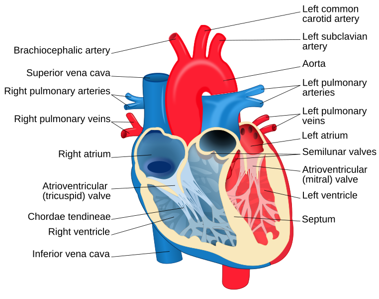 File:Heart diagram (en).svg