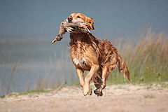 Image 30A gun dog retrieving a duck during a hunt (from Animal)