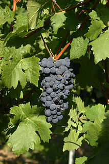 Helfensteiner Variety of grape