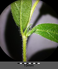 Stipel på Helianthemum nummularium ssp. obscurum