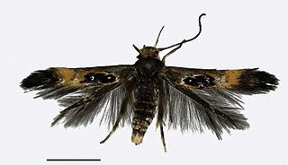 <i>Hieromantis sheni</i> Species of moth
