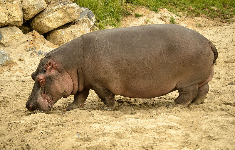 चित्र:HippopotamusAmphibius.jpg