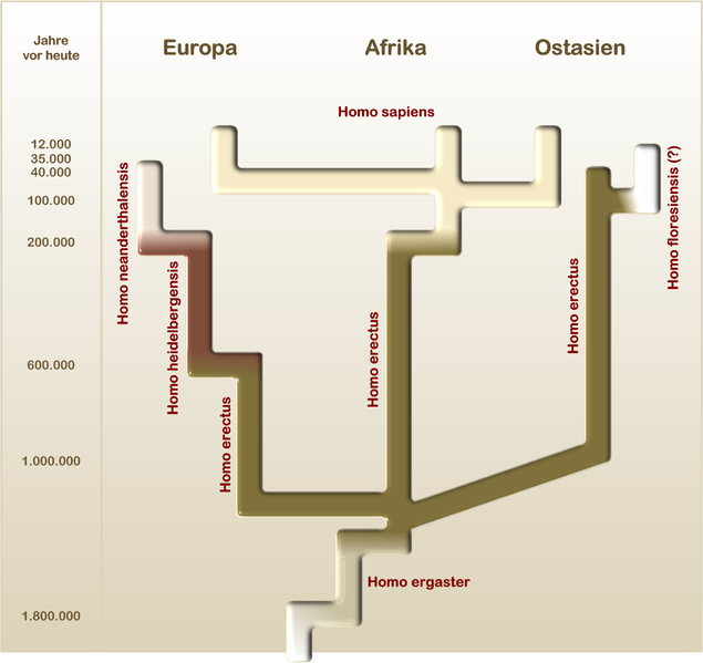 File:Homo splitter (deutsch).png