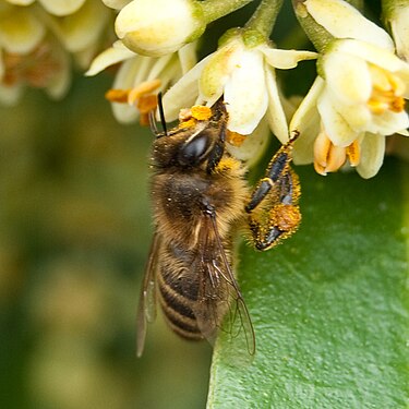 Honey bee on flower