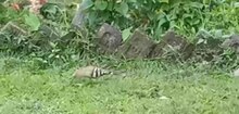 Fil: Hoopoe -utfodring i Lengeri, Assam, Indien. Webm