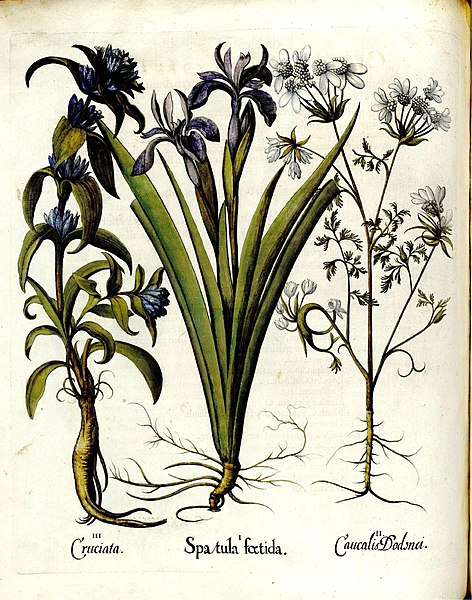 File:Hortus Eystettensis vol1 page 260.jpg