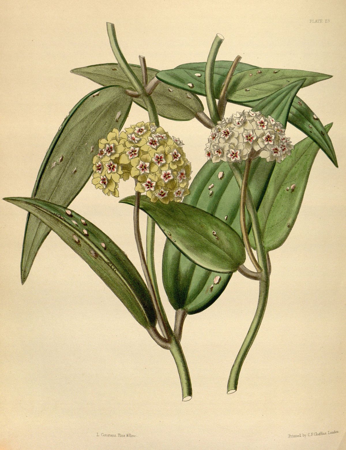 Hoya Parasitica Wikidata