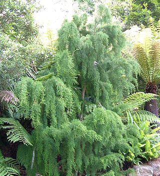 <i>Lagarostrobos</i> Genus of conifers