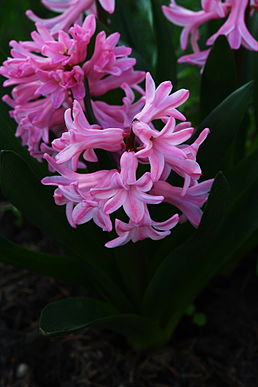 Hyacinthus