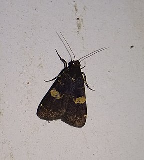 <i>Hydrillodes gravatalis</i> Species of moth