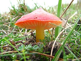 Типовий вид гігроцибе конічна (Hygrocybe conica)