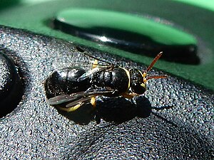 Hylaeus euxanthus Ferndale.jpg