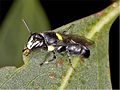 Hylaeus nubilosus m1.jpg