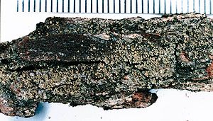 Hypocenomyce scalaris