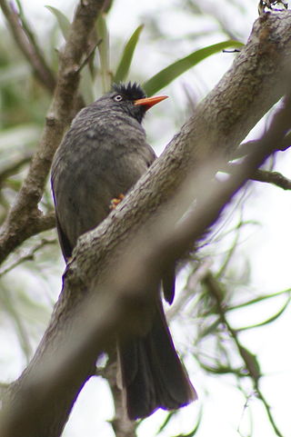 <span class="mw-page-title-main">Réunion bulbul</span> Species of bird