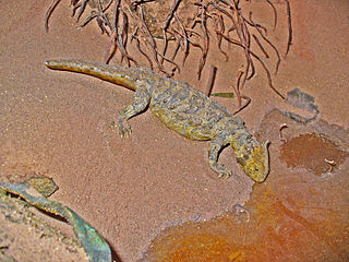 Procolophonidae Extinct family of reptiles