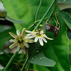 <center>Passiflora biflora</center>