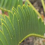 Encephalartos Eugene-Maraisii