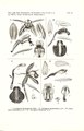 Coelogyne testacea tab 13 fig. III in: Johannes Jacobus Smith: Icones Orchidacearum Malayensium I (1930)