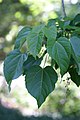 Idesia polycarpa leaves