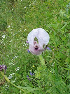 <i>Iris lortetii</i> species of plant