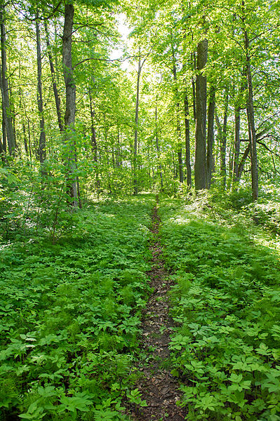 File:Ilzenbergo Parkas 2010.jpg