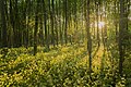 * Nomination Early morning in "Riedholz" natural forest reserve near Gochsheim --Plozessor 04:46, 19 February 2024 (UTC) * Promotion  Support Good quality. --Mike Peel 10:53, 24 February 2024 (UTC)