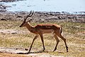 Impala (Aepyceros melampus), parque nacional de Chobe, Botsuana, 2018-07-28, DD 08.jpg