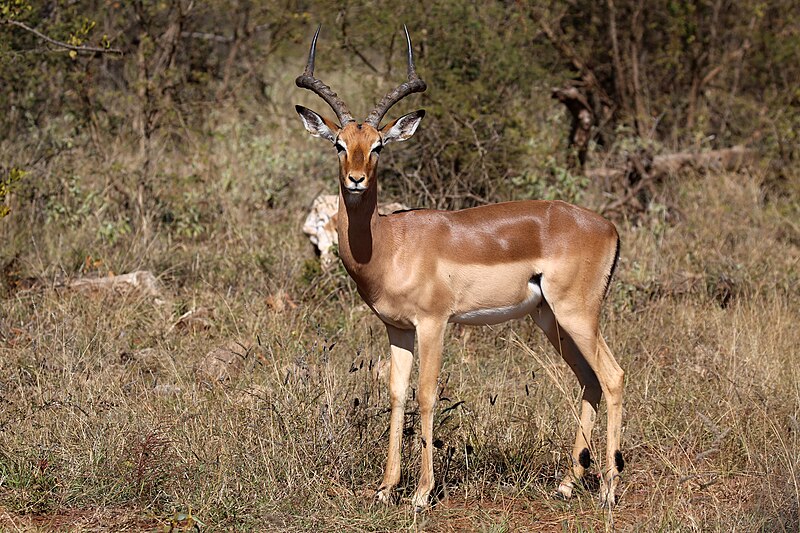 File:Impala ram, Madikwe (52254212868).jpg