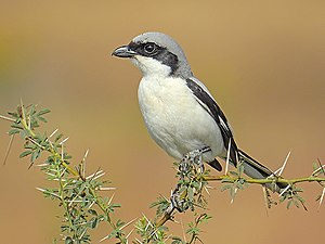 Great Grey Shrike