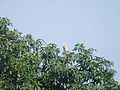 Indian Pond Heron on the mango tree.jpg