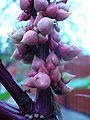 flower buds