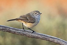 Inland thornbill Inland thornbill 0A2A2135.jpg