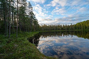 Gryning vid tjärnen, juni 2019.