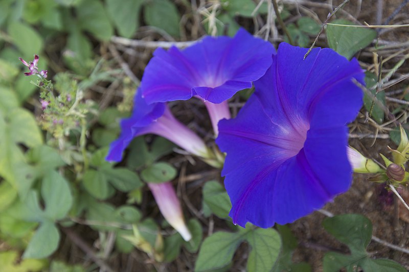 File:Ipomoea indica.jpg