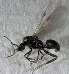 Iridomyrmex suchieri male.jpg