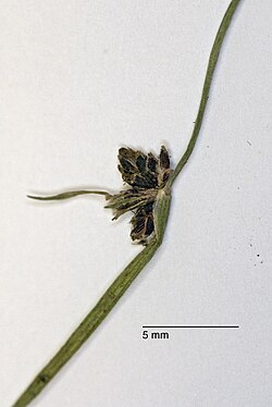 Isolepis habra (Edgar) Sojak (AM AK296328-3).jpg