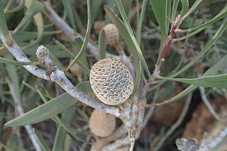 <i>Isopogon longifolius</i> Species of shrub in the family Proteaceae endemic to the southwest of Western Australia