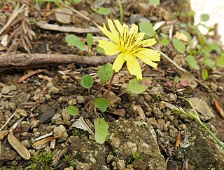 <i>Ixeris stolonifera</i> species of plant